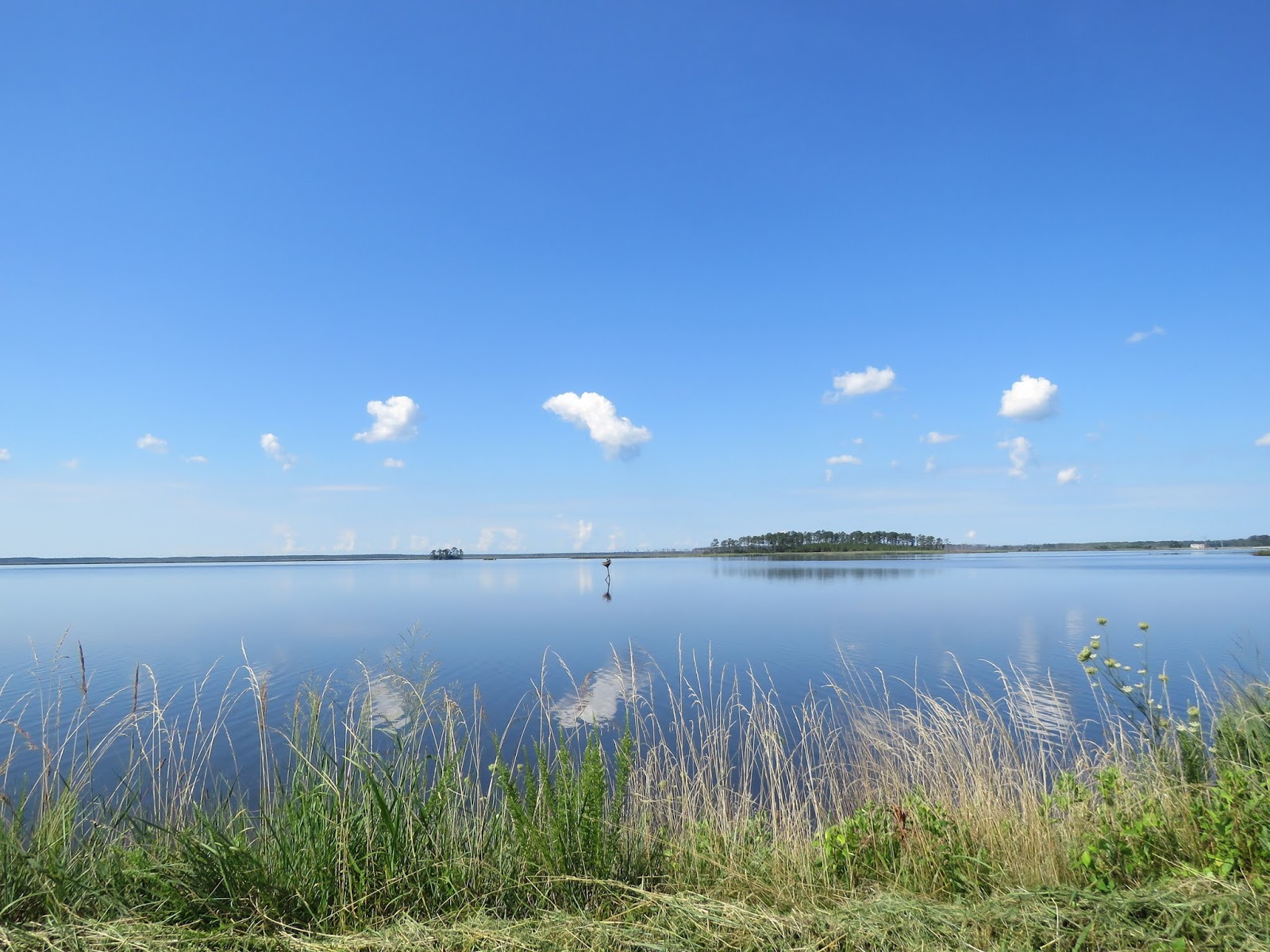 Сосновая роща Курган озеро